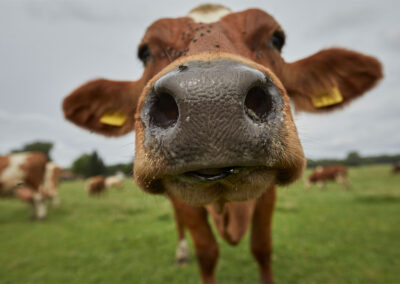 Landwirtschaftsfotografie